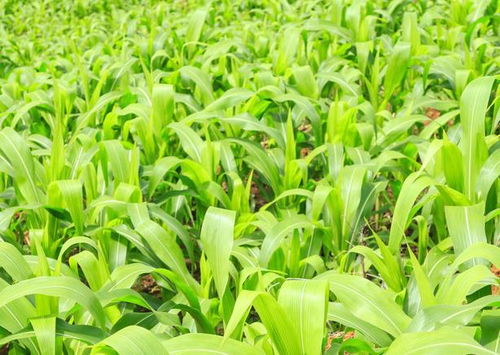 掌握機(jī)械粒收玉米夏播簡化種植技術(shù)，助推增收新高度