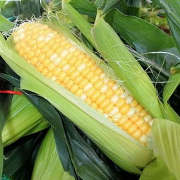 種植水果玉米的技術(shù)方法 這些關(guān)鍵點你不能忽略