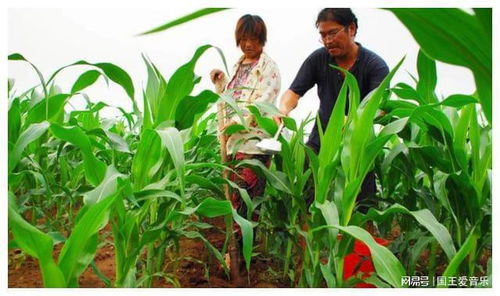 種植玉米追肥有妙招，增產(chǎn)百斤不是夢——玉米種植追肥技術(shù)全解析