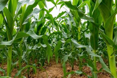 玉米種植全指南 最佳播種時間、保險賠付與種植標準化解讀