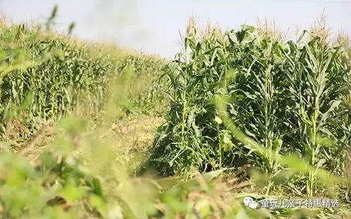 黑玉米 天然有機的減肥良品，2小時售罄10000份的神奇玉米